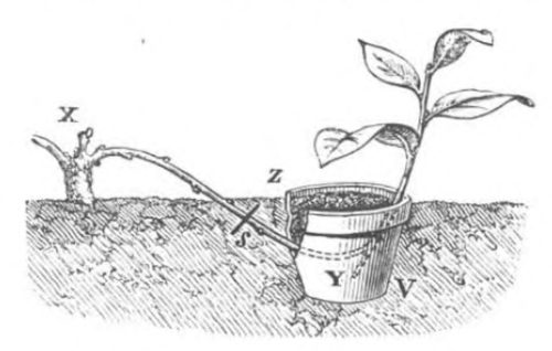 Baltet - L'art de greffer - fig15 — Line Art